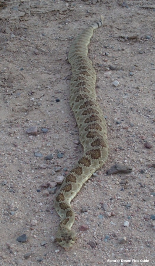 arizona rattlesnakes of sonoran desert